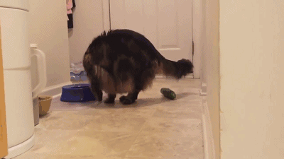 貓咪為什麼每次看到黃瓜都會被嚇飛，終究被破解了！ 寵物 第28張