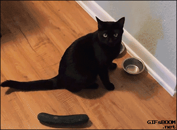 貓咪為什麼每次看到黃瓜都會被嚇飛，終究被破解了！ 寵物 第18張