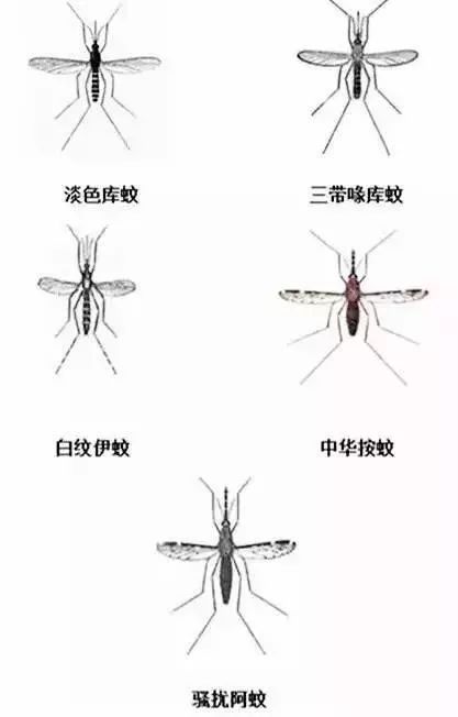 21~22点:叮咬人的蚊子主要是三带喙库蚊.