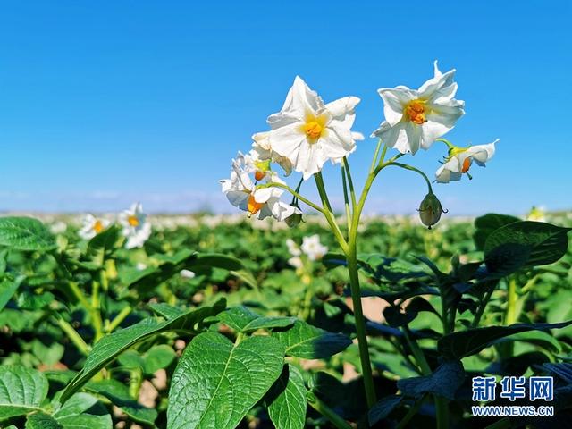 甘肃定西:洋芋花开赛牡丹