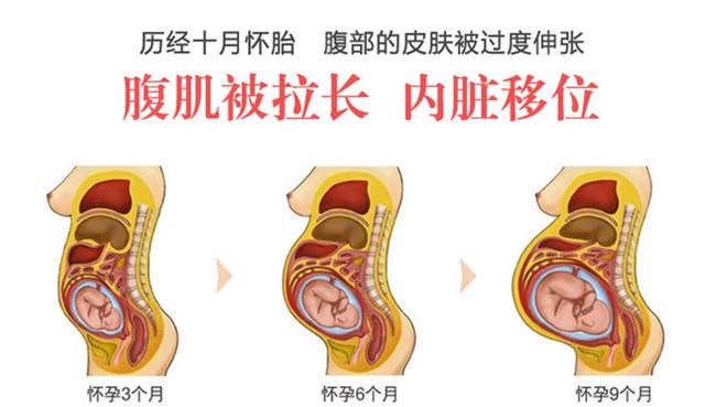 原创怀孕后,孕妇的内脏会变什么样?3张图告诉你,这不是一般的辛苦