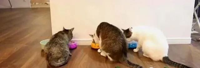 貓咪為什麼每次看到黃瓜都會被嚇飛，終究被破解了！ 寵物 第10張
