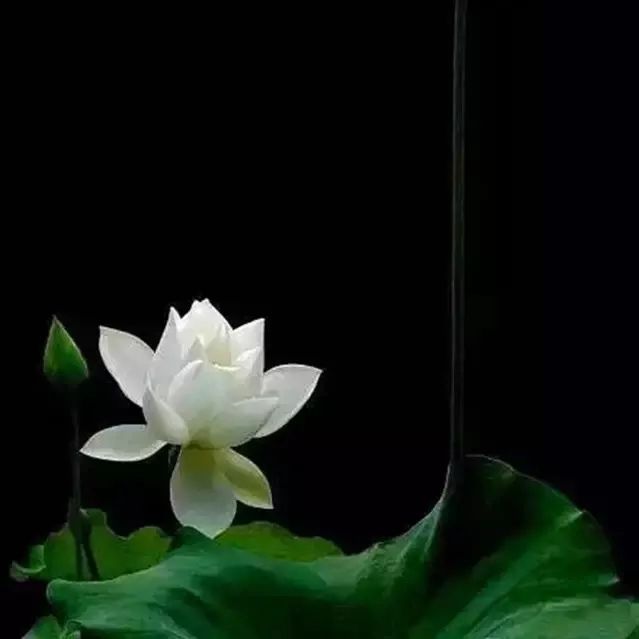 我在一朵莲花里闭关