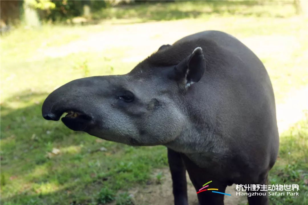 大熊猫,长颈鹿,华南虎; 羊驼,浣熊,树懒; 马来貘,南美貘,食蚁兽. 两