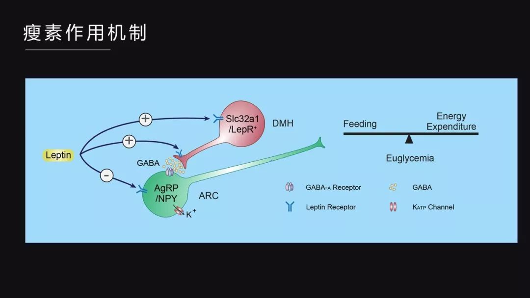 第一,瘦素可以通过开放对于atp敏感性的钾离子通道,来抑制agrp神经元