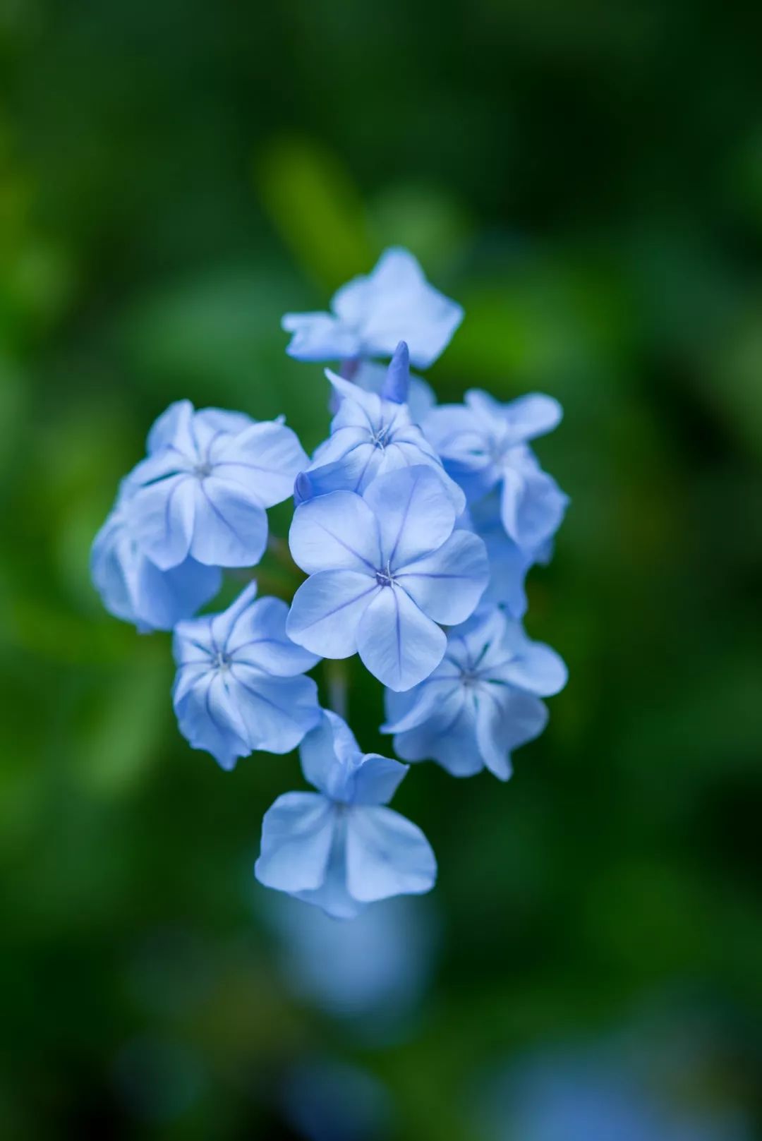 这种小蓝花疯起来,场面一度失控…不愧是爆花机器!