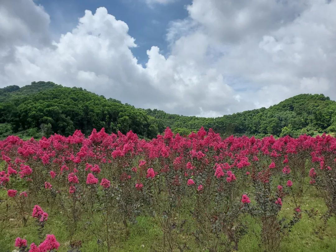 关注美不可耐30亩紫薇花海已盛开这份光明百花谷的赏花攻略请收好