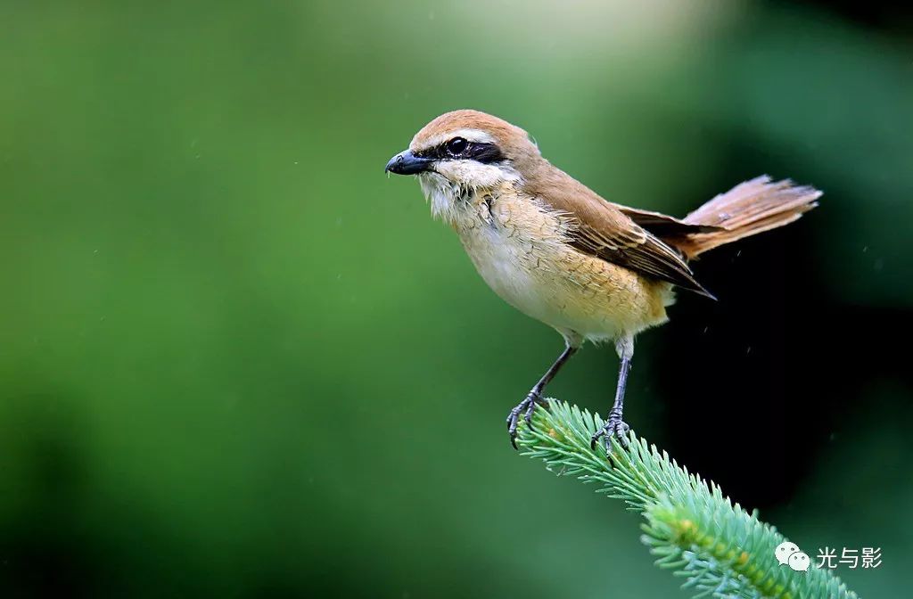 中国【光与影】摄影作品网 2019年7月3日封面
