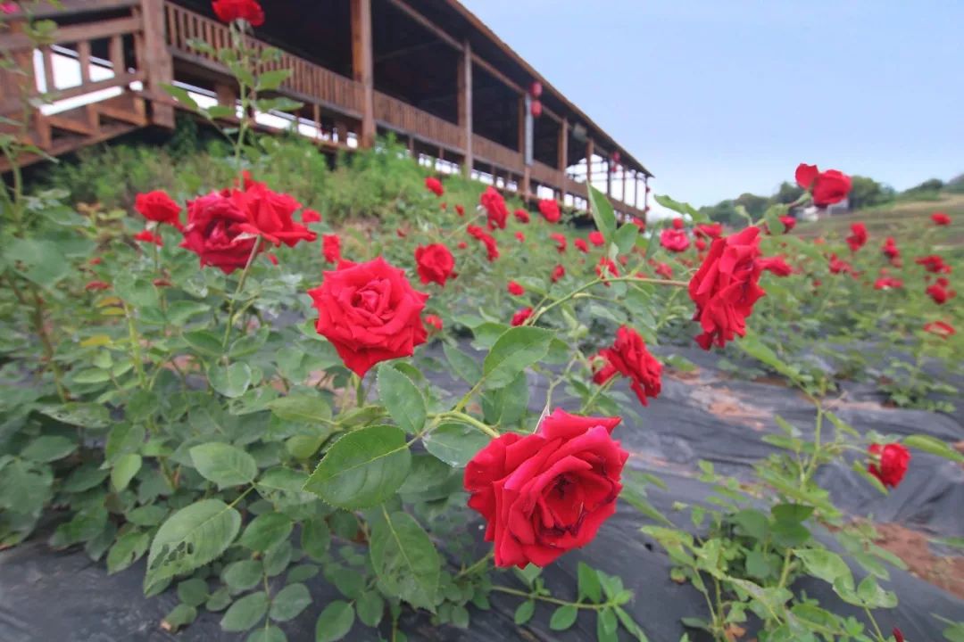 来到这个玫瑰花基地你一定会觉得震惊,从来没有见过这么多的玫瑰花.