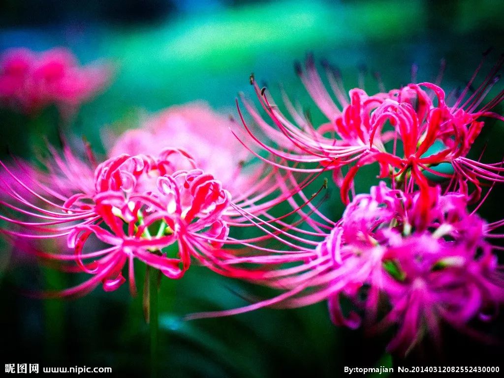 朗诵:花开生两面,人生佛魔间