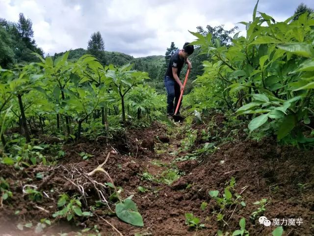 卖牛卖马都要种魔芋,失败是成功之母