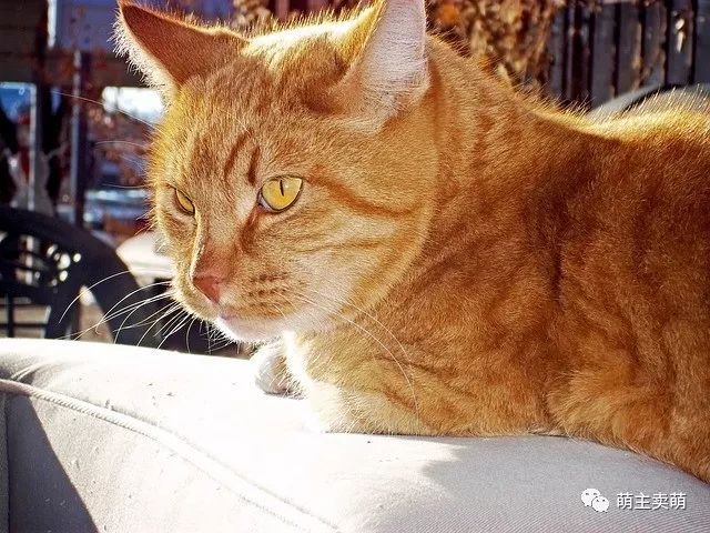 猫发情期持续多久 发情期护理注意事项