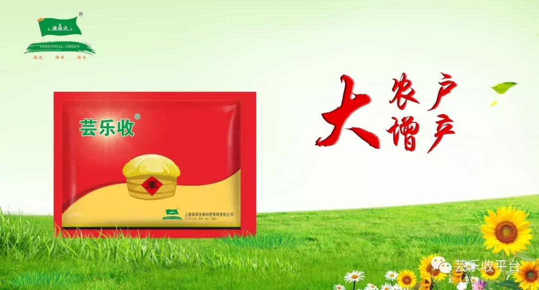 芸乐收在辣椒上的应用效果