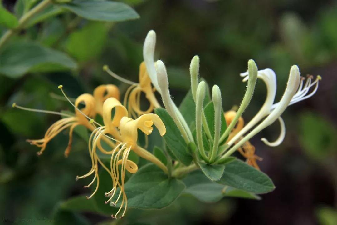 "金银花"一名出自《本草