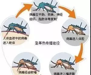 板桥镇召开登革热防控工作会议暨业务培训会