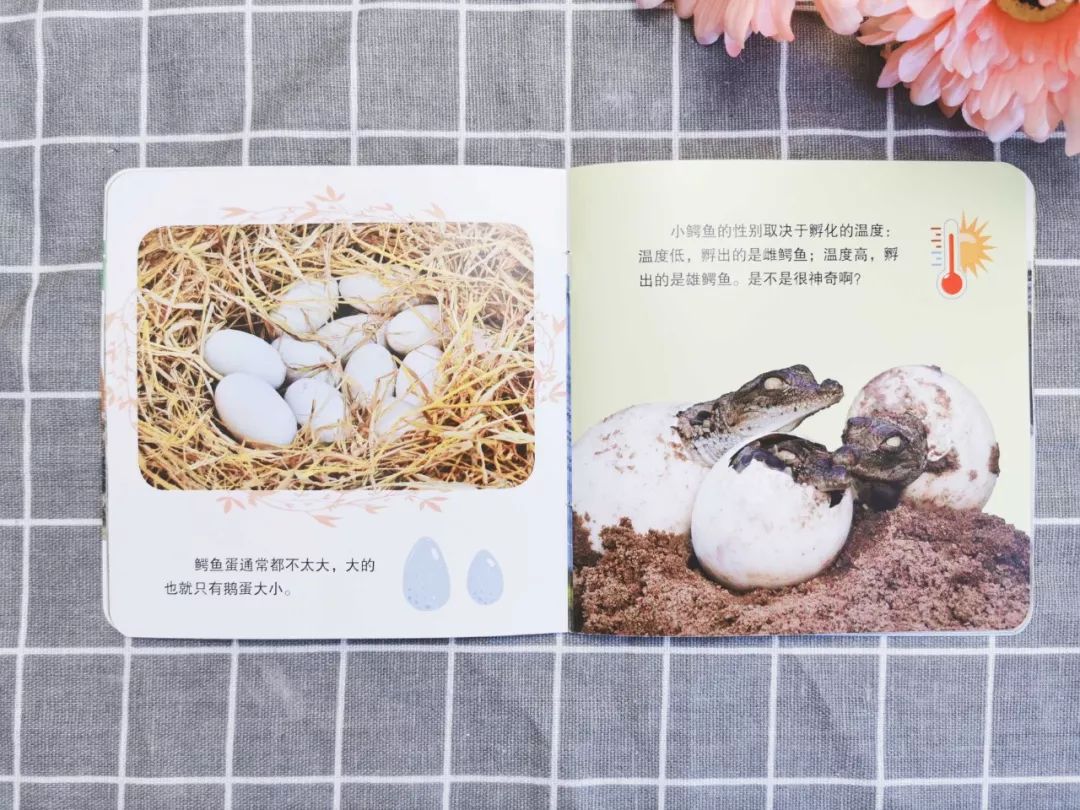 蜗牛的眼睛在哪 5469d69ce19e4e4a87c62fbbb0455760.jpeg