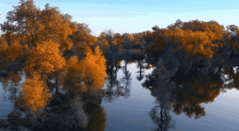 480_263gif 动态图 动图