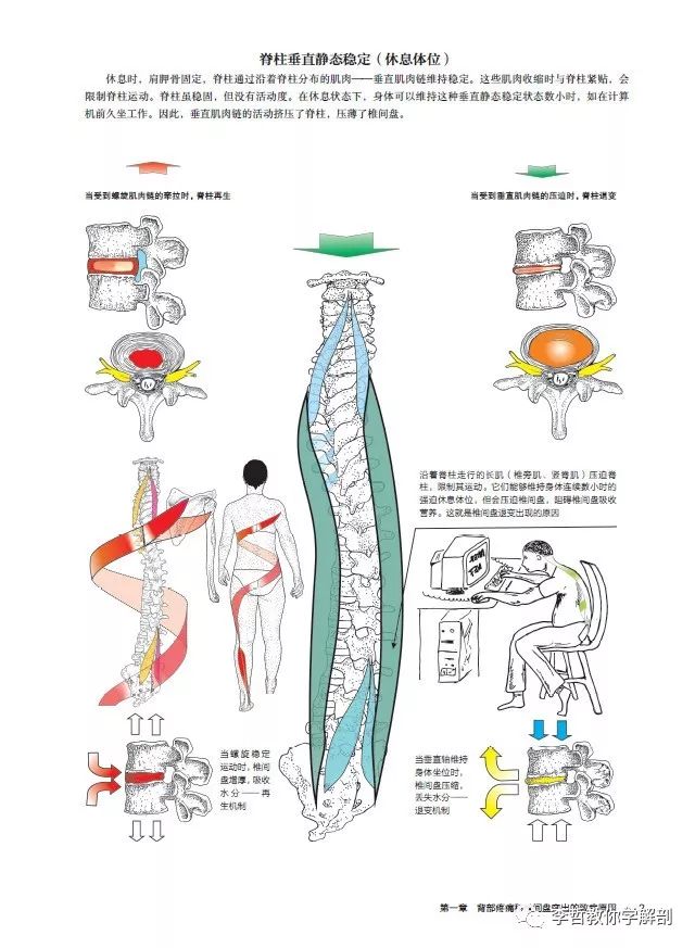 新书发布螺旋肌肉链训练治疗椎间盘突出和脊柱侧弯