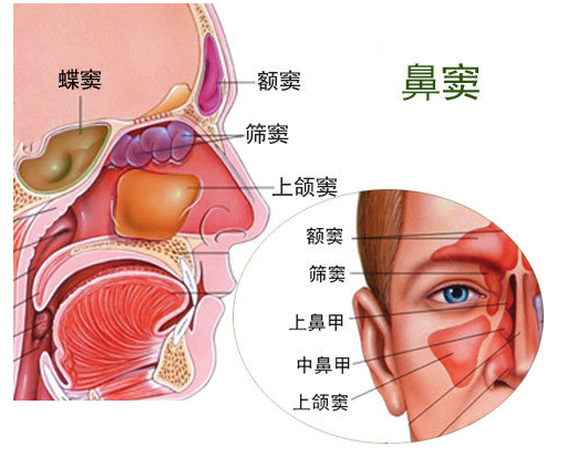 这要先从鼻腔特殊的结构说起,鼻由外鼻,鼻腔和鼻窦组成,每一侧鼻腔