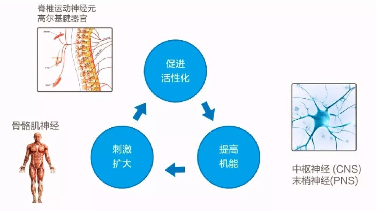 促进脊柱运动神经元和高尔基腱器官活性化,提高中枢神经和末梢神经的