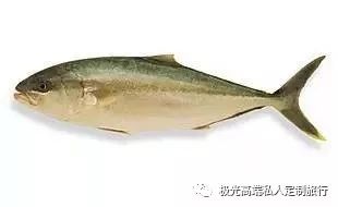 黄尾鰤,yellowtail kingfish,warehenga