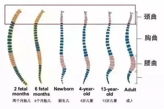                     钧钧妈分享：给新生儿用定型枕好处多？一年后宝妈后悔不已！
