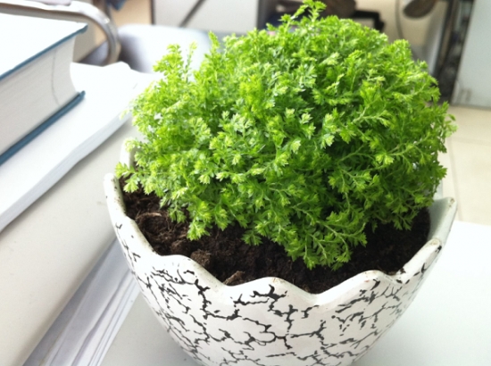翠云草适合室内种植的小萌物花的名义