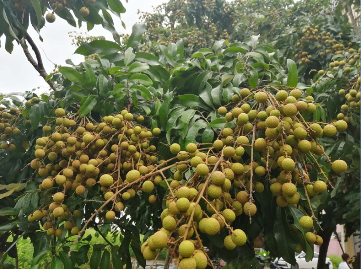 号称千亩荔枝园,河涌把果园养为沃土,长满茂大的荔枝树和龙眼树,每年