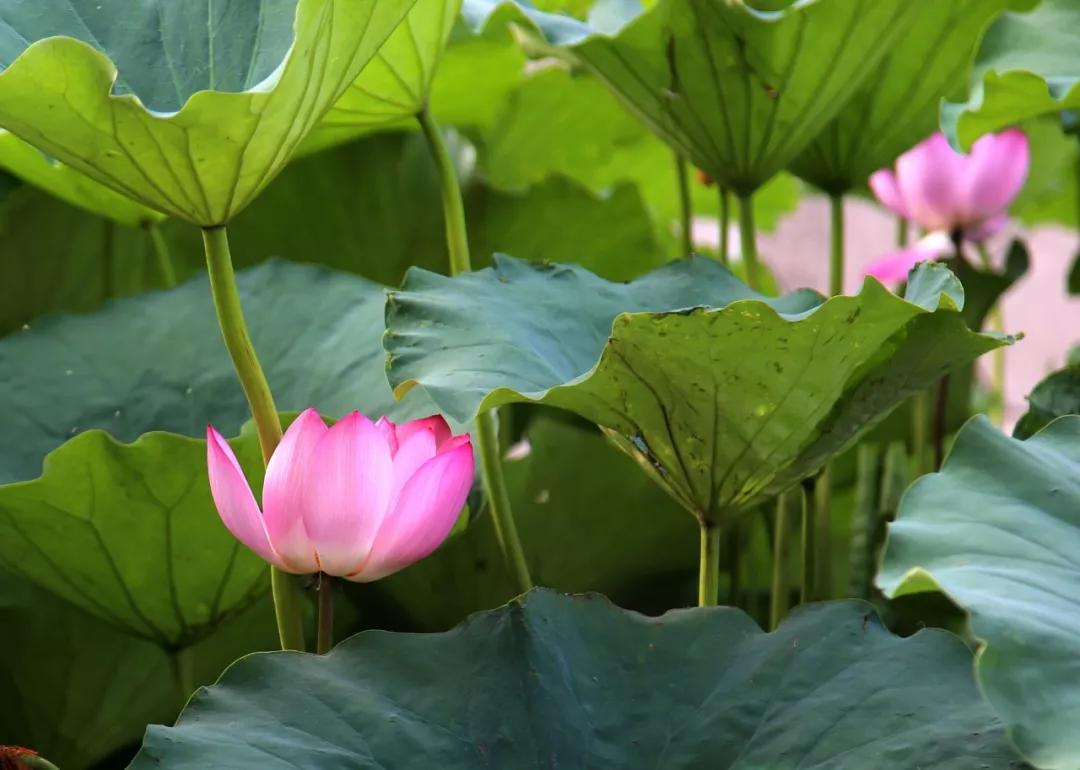 莲叶何田田,"五河"荷花惹人醉