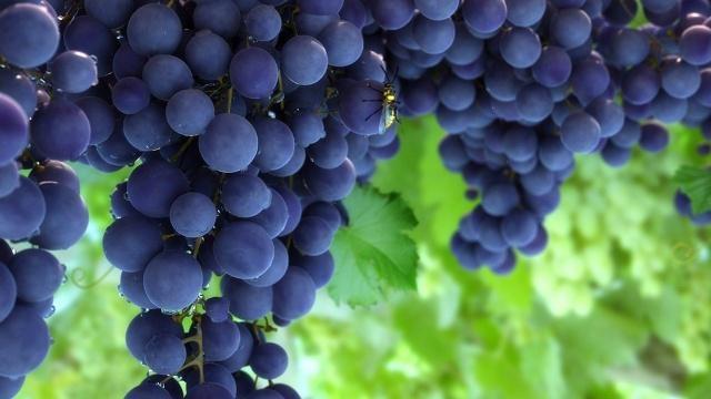 百年葡萄树王大盘点,一棵葡萄树竟然能产出好