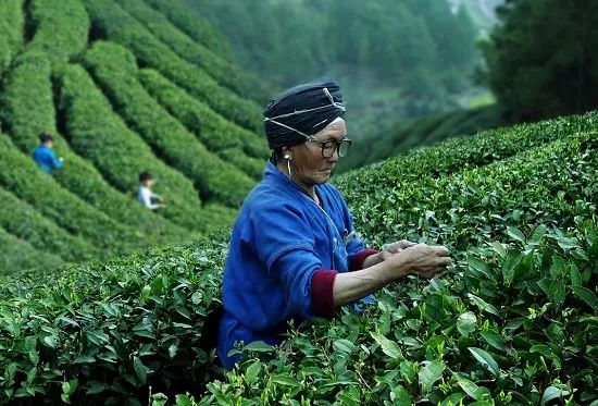 世界茶的源头在贵州!_中国