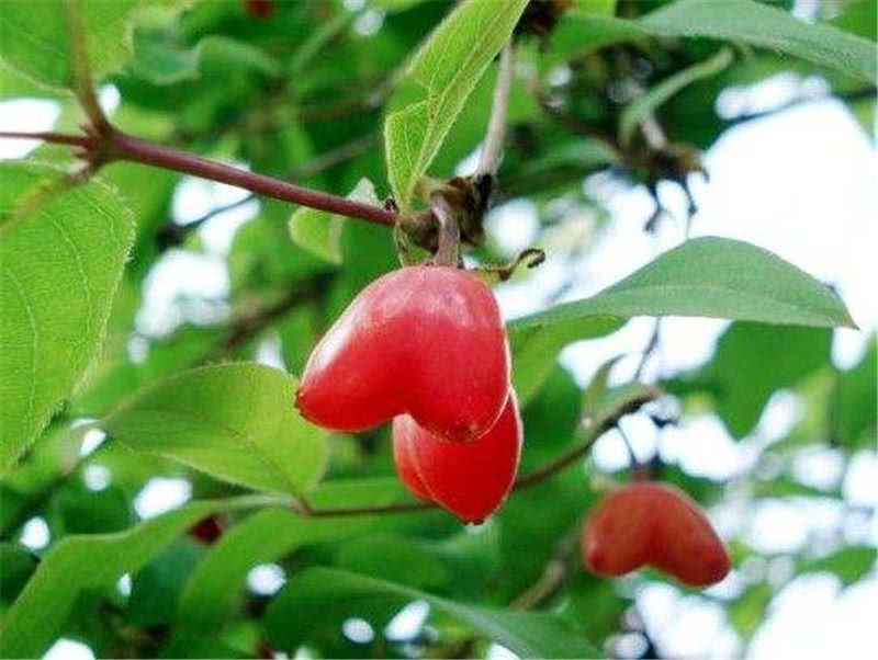 枇杷果怎么种植 981cf6dfac6d432daacdf83a459082ad.jpeg