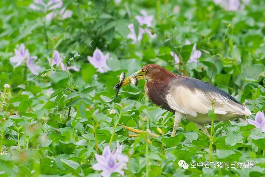 独守方塘等鱼来漠漠水田飞群鹭