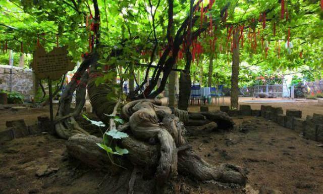 百年葡萄树王大盘点,一棵葡萄树竟然能产出好