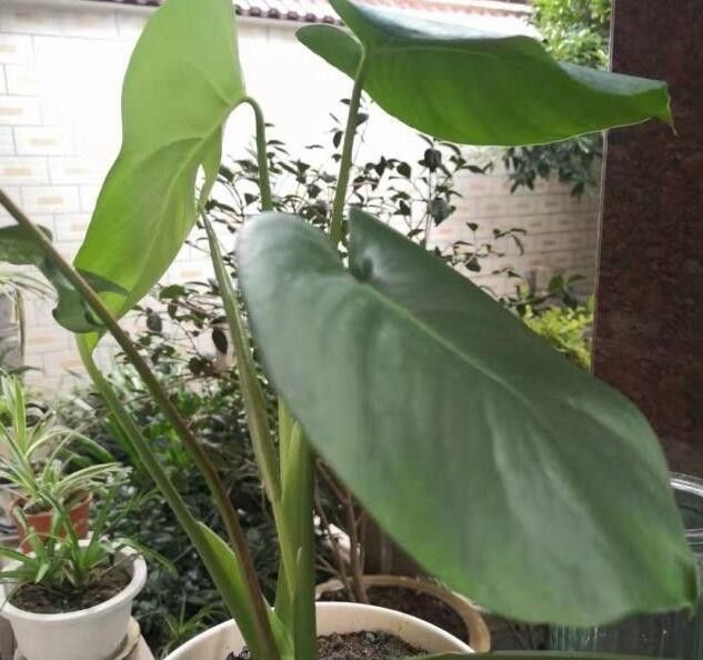 滴水观音的养护与防毒养花的花友们需了解