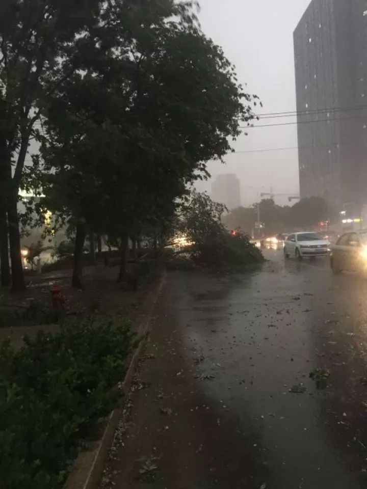 关注|狂风暴雨后,树断了!护栏倒了!墙皮掀了!广告牌掉