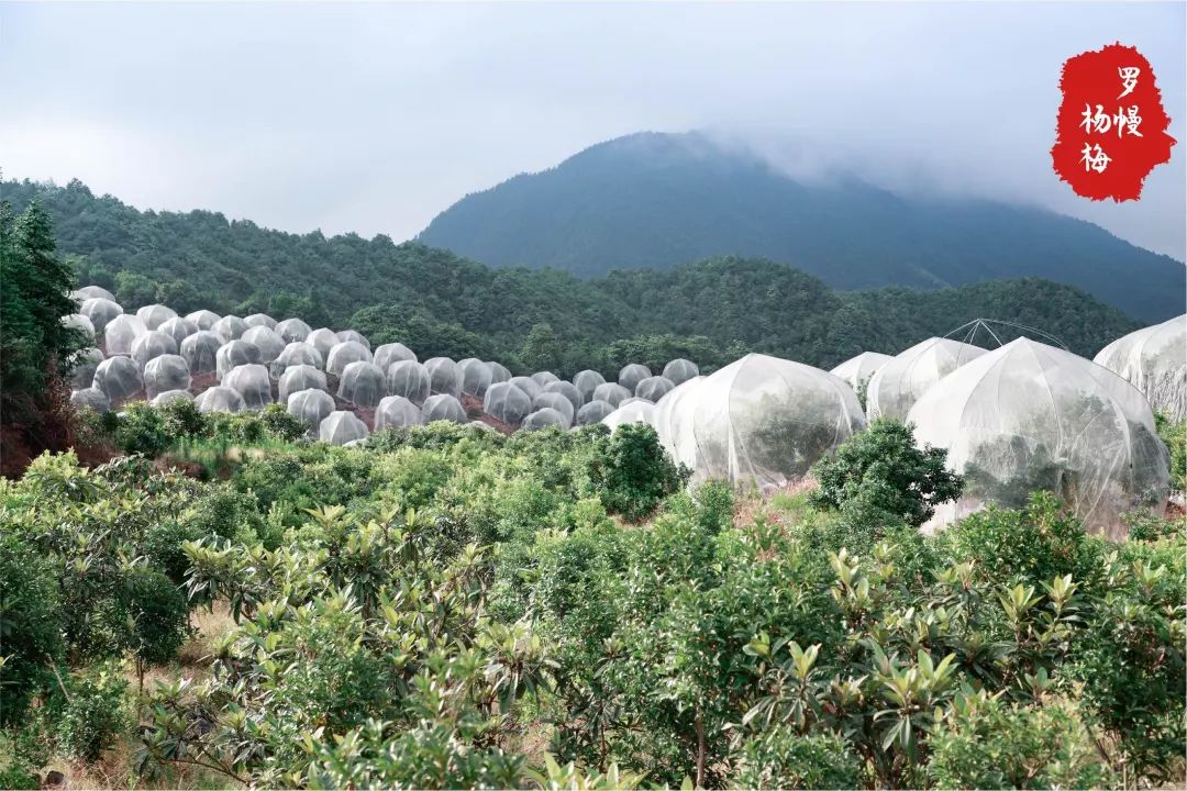 梅生平田罗幔杨梅在平田高山上的生根发芽