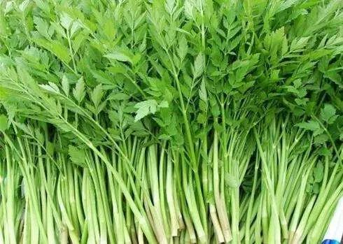 把野菜种成盆栽,一年赚了50万!_彭开友