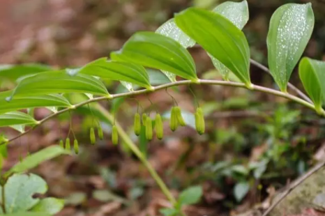 啥是五劳七伤 aeb1dd102e1a4fb3b205b38d59729c47.png