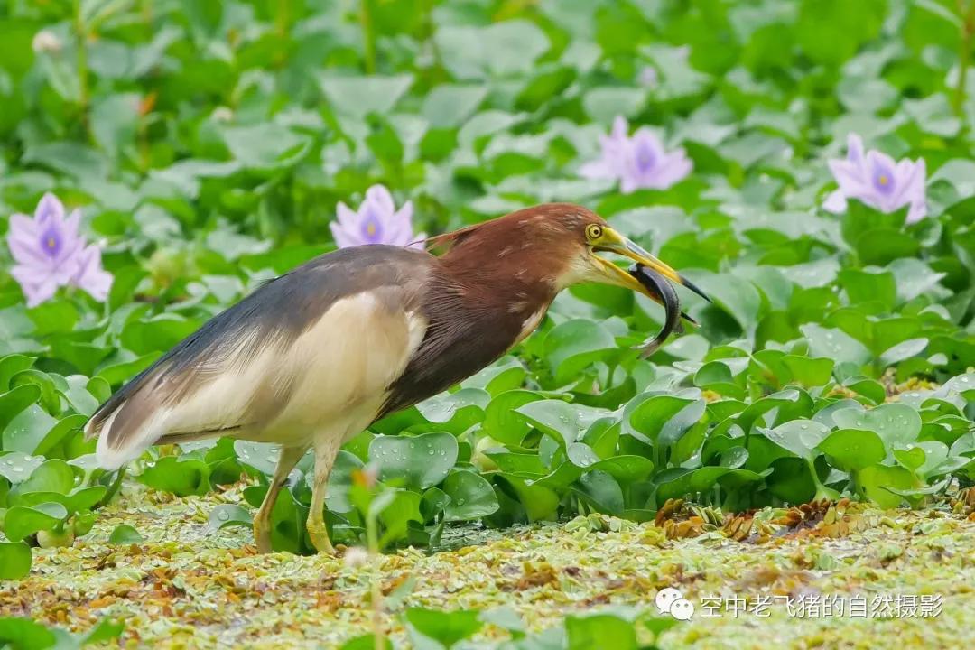 独守方塘等鱼来漠漠水田飞群鹭