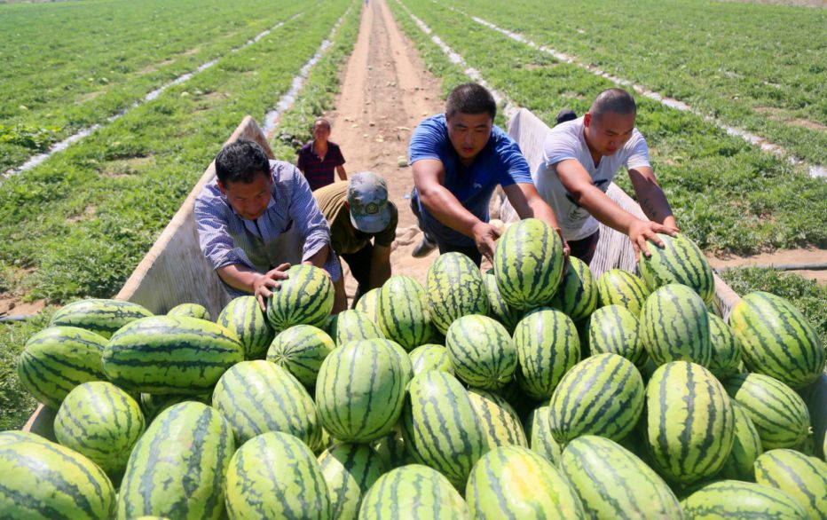 "形状好,沙瓤,含糖量高,下野地西瓜上市后反应很好,供不应求.