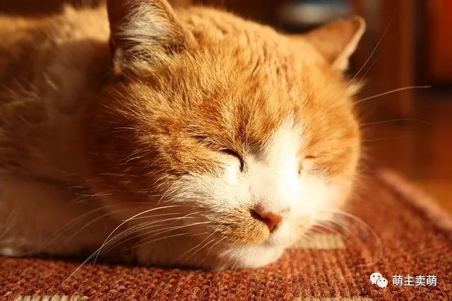 猫发情期持续多久 发情期护理注意事项