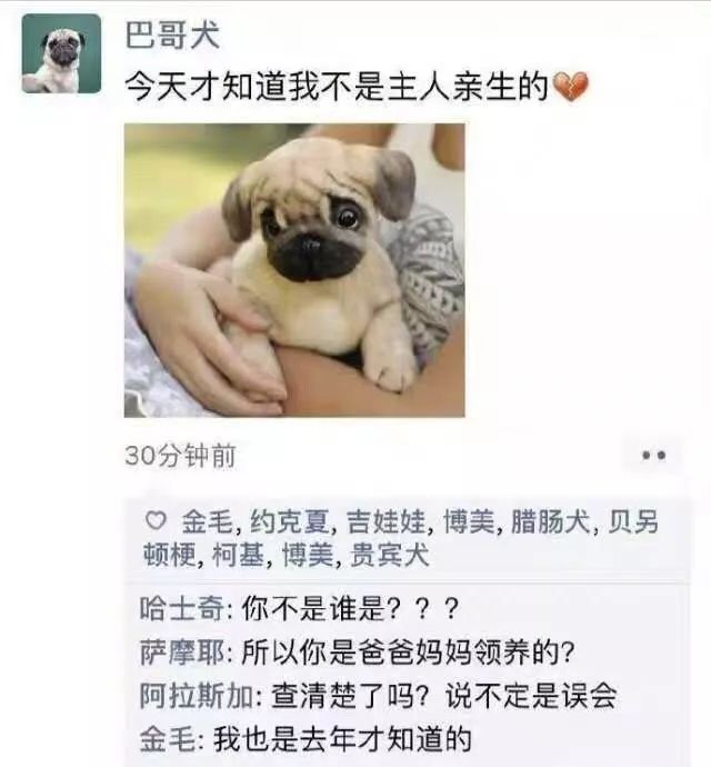 "假如狗狗也有朋友圈"哈哈哈哈笑死我了!