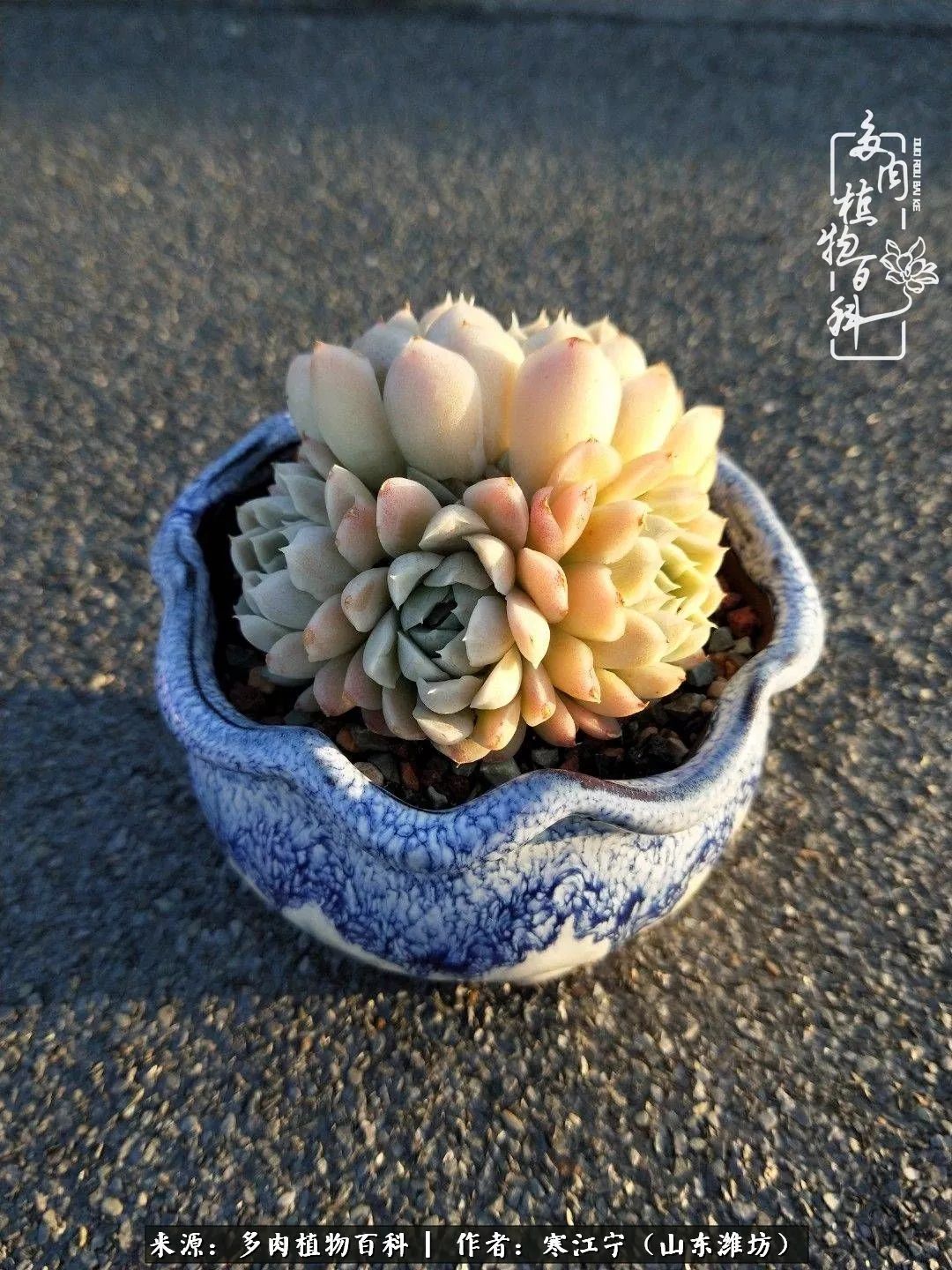 有多肉和诗词陪伴,故乡即是梦想中的远方!