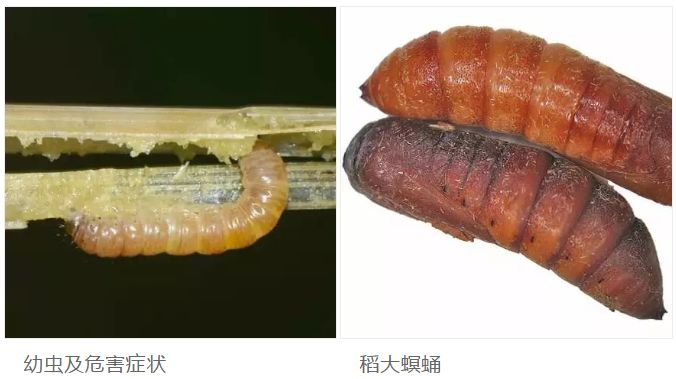 水稻全部害虫防治攻略_幼虫