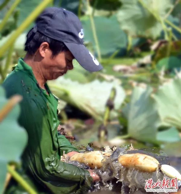 儿时听来的这一则谜语,虽然那时已知道谜底是"雪湖贡藕,但藕长啥样