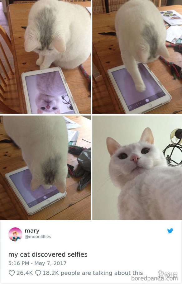 全球猫咪无奇不有国外网友分享关于猫咪的推特合集