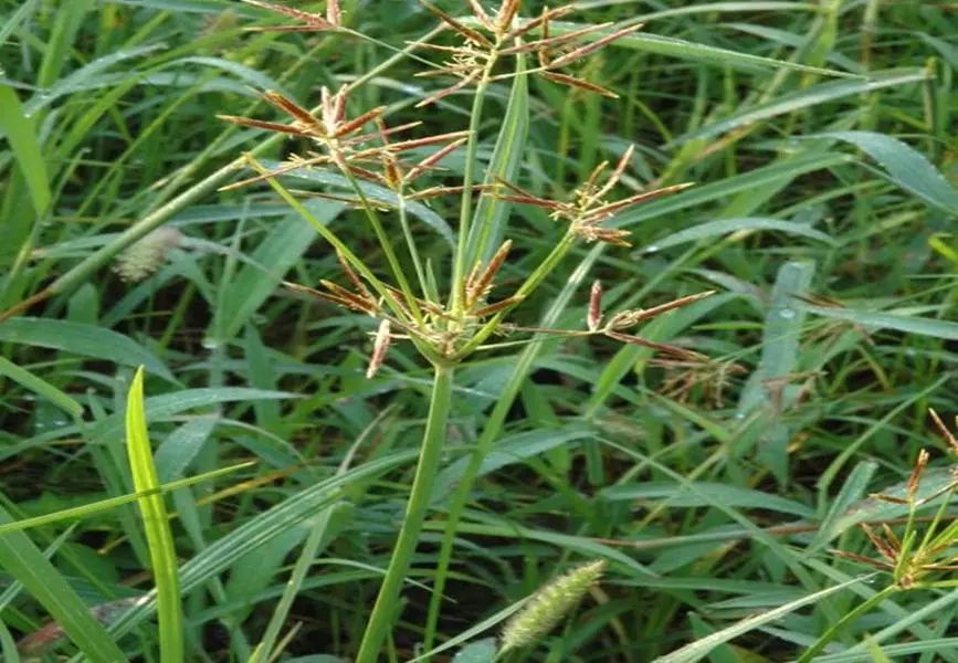 世界十大恶性杂草之首香附子三棱草