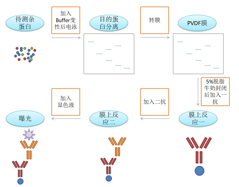 western blot,中文为蛋白质免疫印迹试验,简单来说是抗原抗体特异性