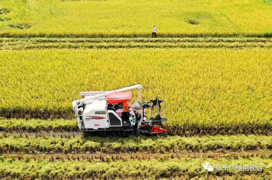 恩平稻谷又到收割时,农户喜上眉梢